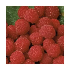 Framboisier Belle De Malicorne® Bio. Le pot de 2 litres