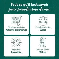 Framboisier Black Jewel Bio. Le pot de 2 litres