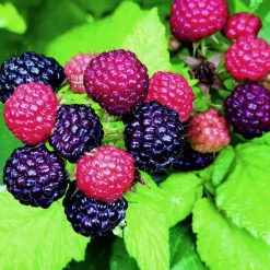 Framboisier Black Jewel Bio. Le pot de 2 litres