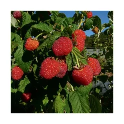 Framboisier Boheme Bio. Le pot de 5 litres