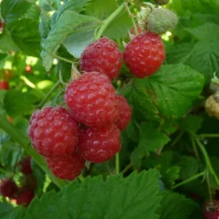 Framboisier Délice de framboise bio botanic® rouge. Le pot de 2 litres