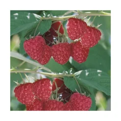 Framboisier Glen Ample Bio. Le pot de 2 litres