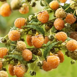 Framboisier Golden Everest Bio. Le pot de 2 litres