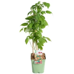 Framboisier Golden Everest Bio. Le pot de 5 litres