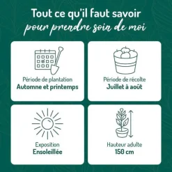 Framboisier Heritage Bio. Le pot de 5 litres