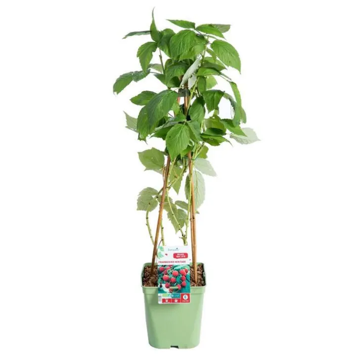 Framboisier Heritage Bio. Le pot de 5 litres