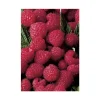 Framboisier Magnific Delbard®. Le pot de 5 litres