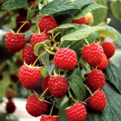 Framboisier Marastar Bio. Le pot de 1 litre