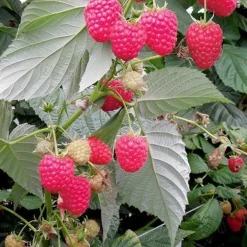 Framboisier Versailles Bio. Le pot de 2 litres