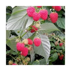 Framboisier Versailles Bio. Le pot de 2 litres