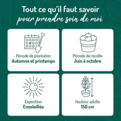 Framboisier Yummi Rustica® Bio. Le pot de 2 litres