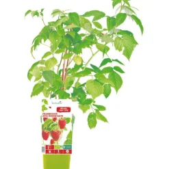Framboisier Zeva Bio. Le pot de 1 litre