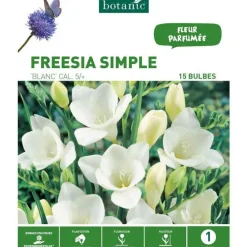 Freesia Simple blanc botanic® - 15 bulbes