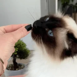 Friandises pour chat tendres bouchées boules de poils Marly & Dan - 40 g