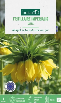 Fritillaire Lutea botanic® - 1 bulbe