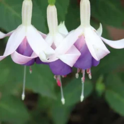 Fuchsia Delta Sarah - Le pot de 9 x 9 cm