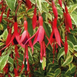 Fuchsia Magellanica Variegata - Le pot de 9 x 9 cm
