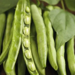 Féve Eleonora Bio. La barquette de 3 plants