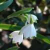 Galanthus Nivalis - Le pot de 10,5 cm