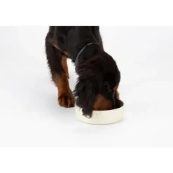 Gamelle anti-glouton pour chien coloris beige clair en grès Scruffs – 20 x 20 x 6 cm