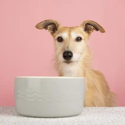 Gamelle d'eau pour chien coloris gris en grès Scruffs Icon – 20 x 20 x 10,5 cm