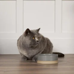 Gamelle pour chien coloris gris en grès Scruffs Scandi – 20 x 20 x 7 cm