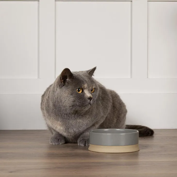 Gamelle pour chien coloris gris en grès Scruffs Scandi – 20 x 20 x 7 cm