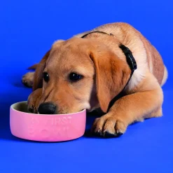 Gamelle pour chiot, chaton, lapin et cochon d'Inde coloris rose en grès Scruffs ma première gamelle – 13 x 13 x 5 cm