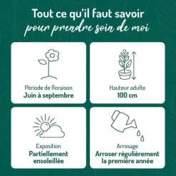 Gaura corries gold - Le pot de 9 x 9 cm