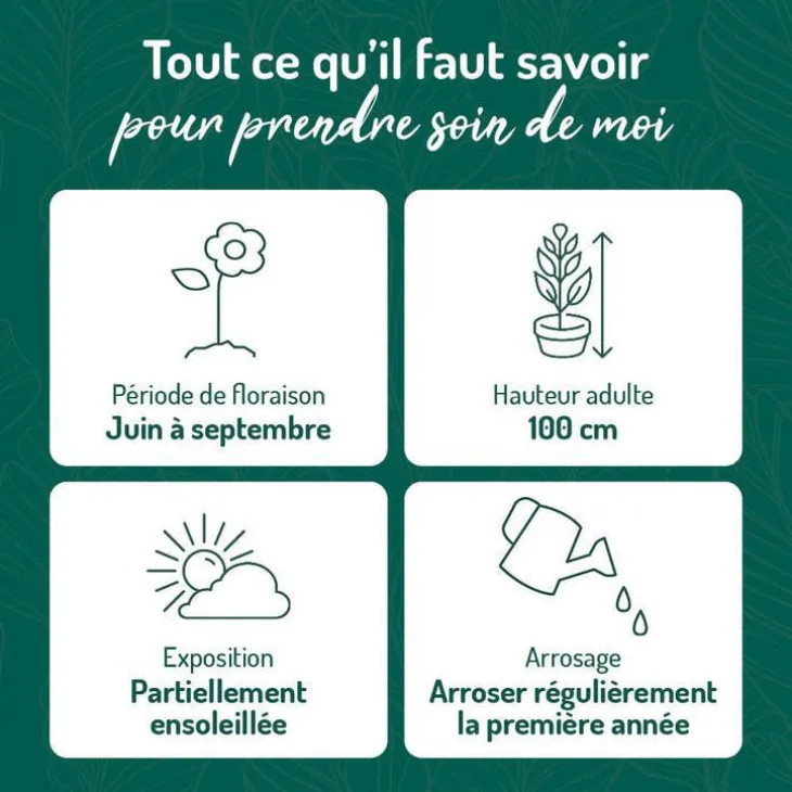 Gaura corries gold - Le pot de 9 x 9 cm