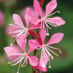 Gaura Rose - Le pot de 9 x 9 cm