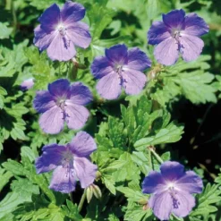 Geranium Himalayense Bleu - Le pot de 9 x 9 cm