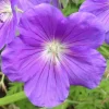 Geranium X Rozanne (violet) - Le pot de 4 litres