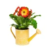 Gerbera en cache-pot arrosoir Ø12cm