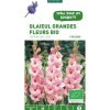 Glaïeul à grandes fleurs bio Captiva rose botanic® - 5 bulbes