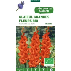 Glaïeul à grandes fleurs Mascagni bio rouge botanic® - 5 bulbes