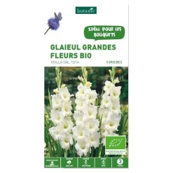 Glaïeul à grandes fleurs Ocilla bio blanc botanic® - 5 bulbes