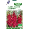 Glaïeul à grandes fleurs Plumtart bio violet botanic® - 5 bulbes