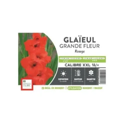 Glaïeul à grandes fleurs rouge Ernest Turc - bulbes vrac