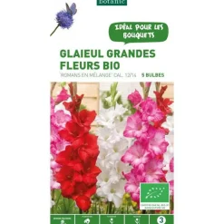 Glaïeul à grandes fleurs Romans mix bio botanic® - 5 bulbes