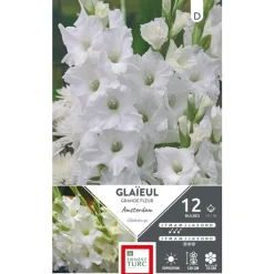 Glaïeul Amsterdam blanc Ernest Turc - 12 bulbes