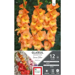 Glaïeul Conca d'Oro orange cœur jaune Ernest Turc - 12 bulbes