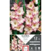 Glaïeul Priscilla blanc bord rose Ernest Turc - 12 bulbes