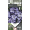 Glaïeul Triton bleu lavande Ernest Turc - 12 bulbes