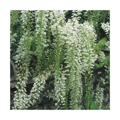 Glycine FLORIBUNDA ALBA. Le pot de 3 litres