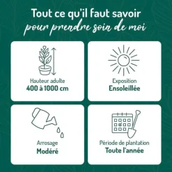 Glycine FLORIBUNDA ROSEA. Le pot de 3 litres