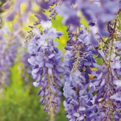 Glycine SINENSIS BLEU. Le pot de 1,3 litres