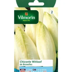 Graines de chicorée de Bruxelles Vilmorin - graines à semer