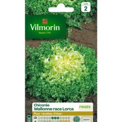 Graines de chicorée frisée wallonne race lorca Vilmorin - graines à semer