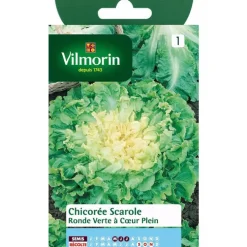 Graines de chicorée scarole ronde verte Vilmorin - graines à semer